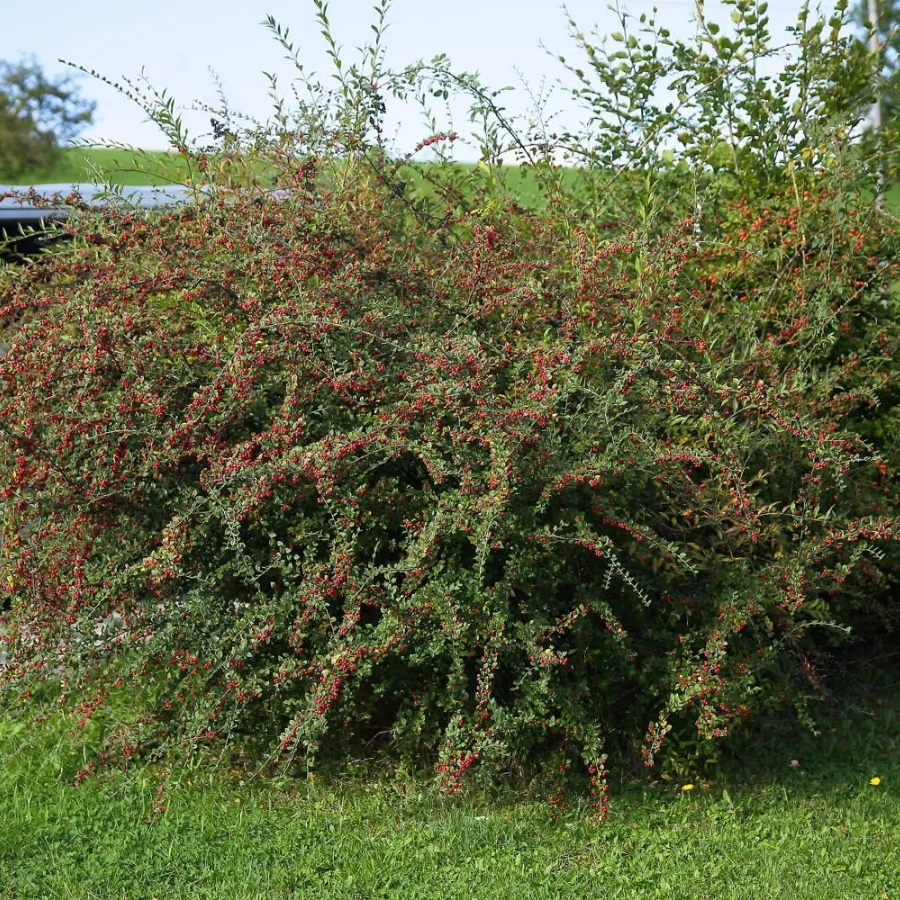 Кизильник Дильса, С3 - Dolinasad.by