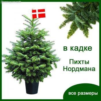 Живые новогодние ПИХТЫ Нордмана в кадках (горшках) от 60 см до 150 см. - Dolinasad.by