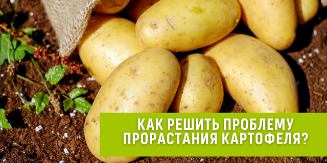 Как остановить прорастание картофеля: неожиданные лайфхаки и народные средства, которые могут удивить