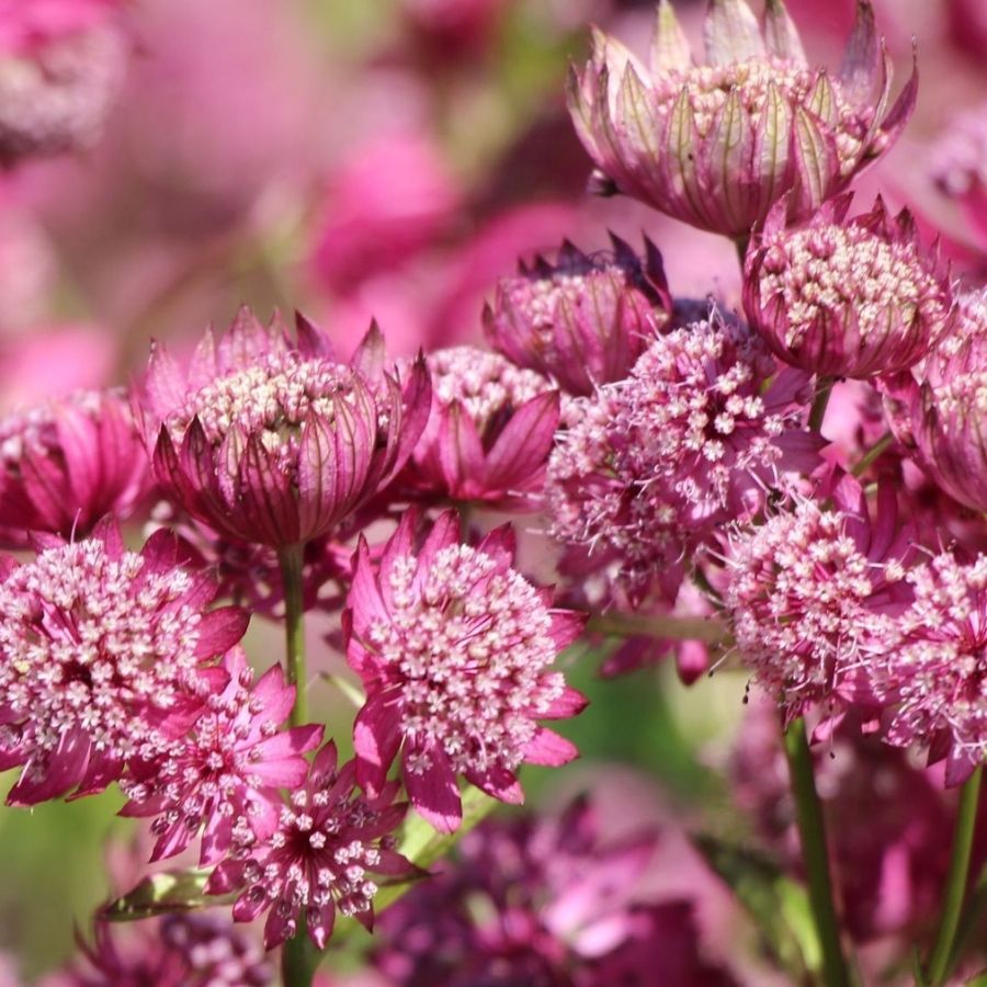 Астранция крупная Ларс - Dolinasad.by