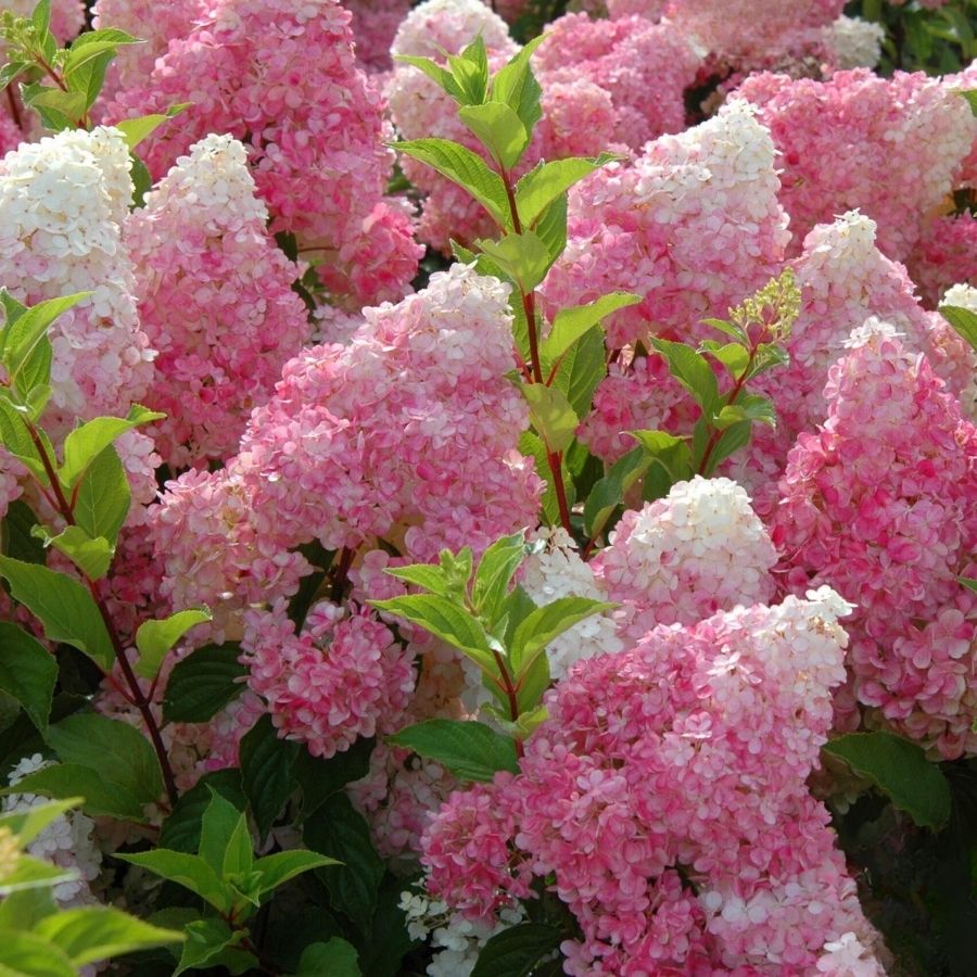 Гортензия метельчатая Ванилла Фрейз, С3 - Dolinasad.by