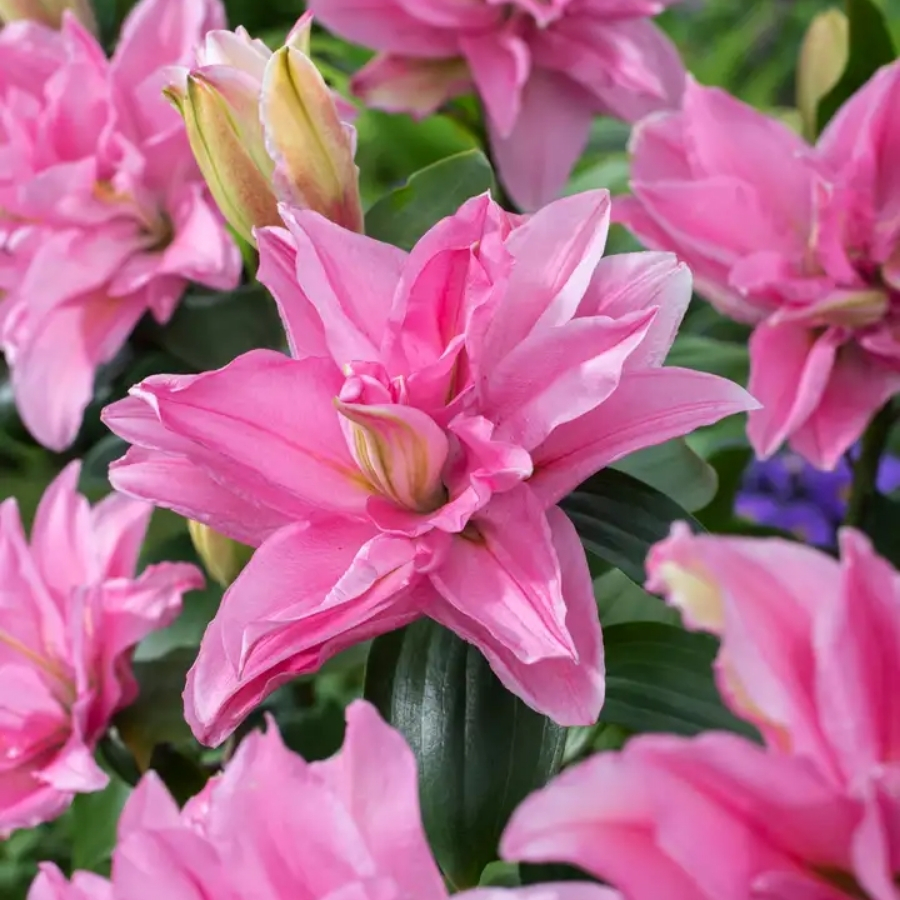 Лилия Роузлили Эдита Лилия Роузлили Эдита - Dolinasad.by