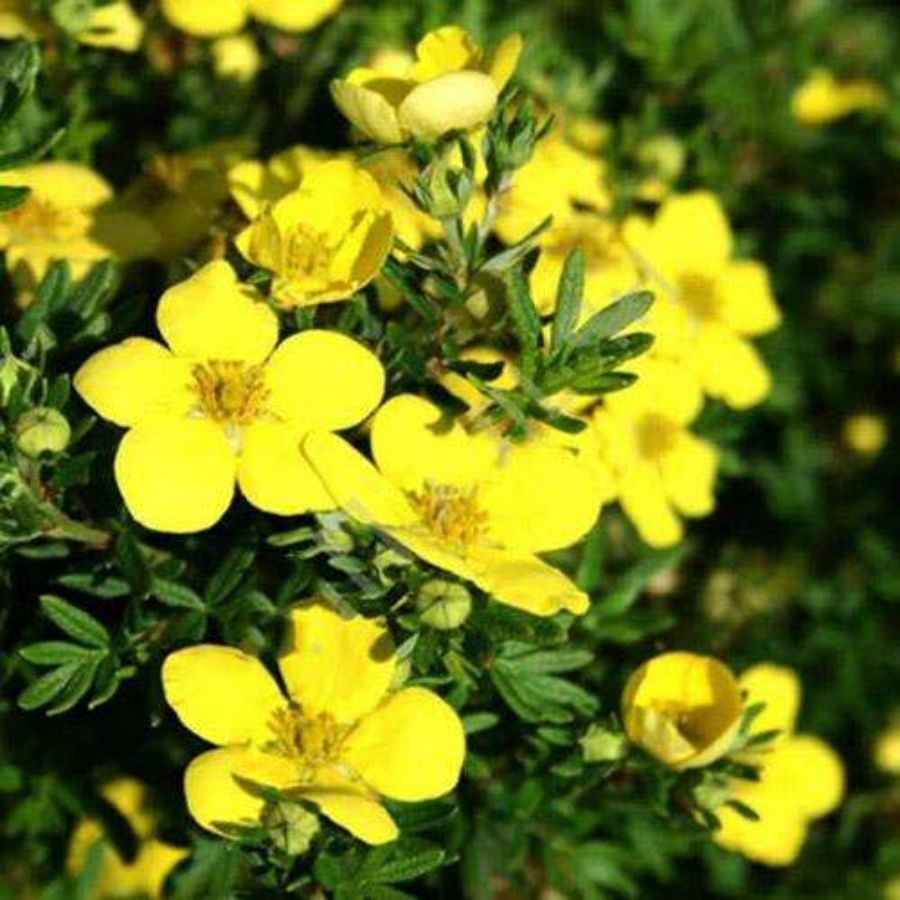 Лапчатка кустарниковая Белла Линдси. С3 - Dolinasad.by