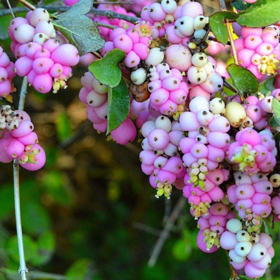 Снежноягодник  Мазер оф Перл, С3 - Dolinasad.by