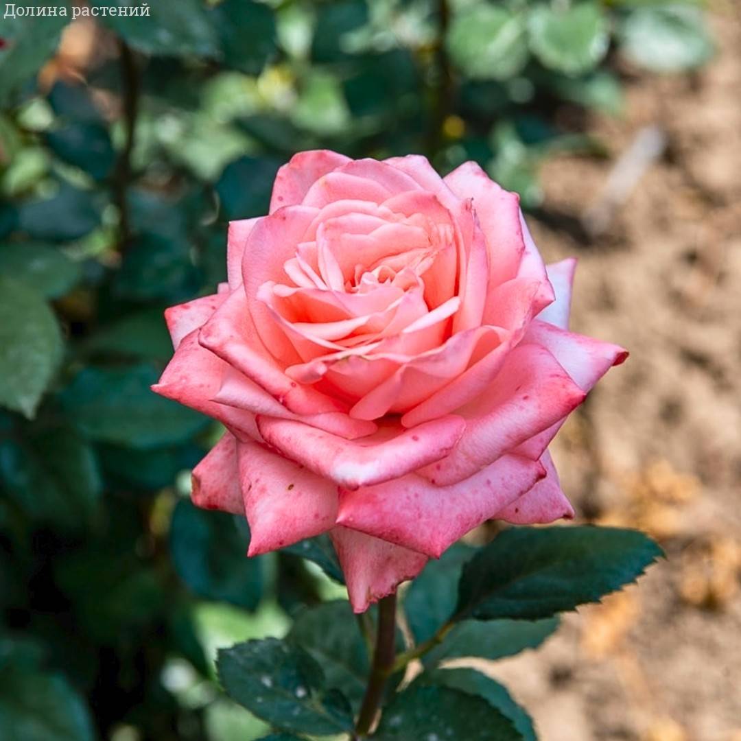 Роза Пикуба в горшке - Dolinasad.by