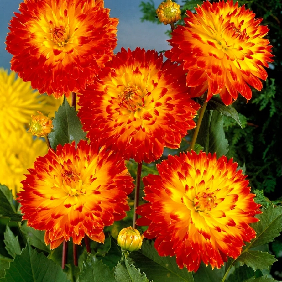 Георгина Процион - Dolinasad.by