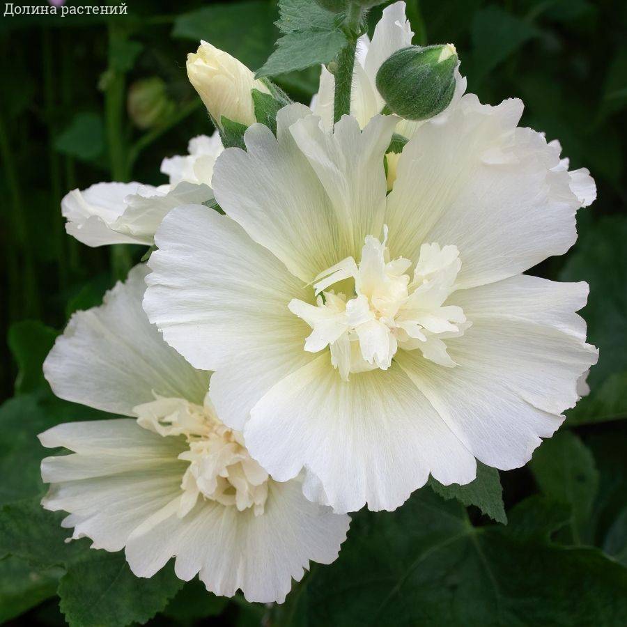 Шток-роза белая - Dolinasad.by