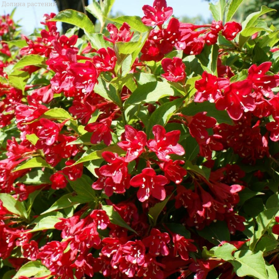 Вейгела Люцефер, С3 - Dolinasad.by