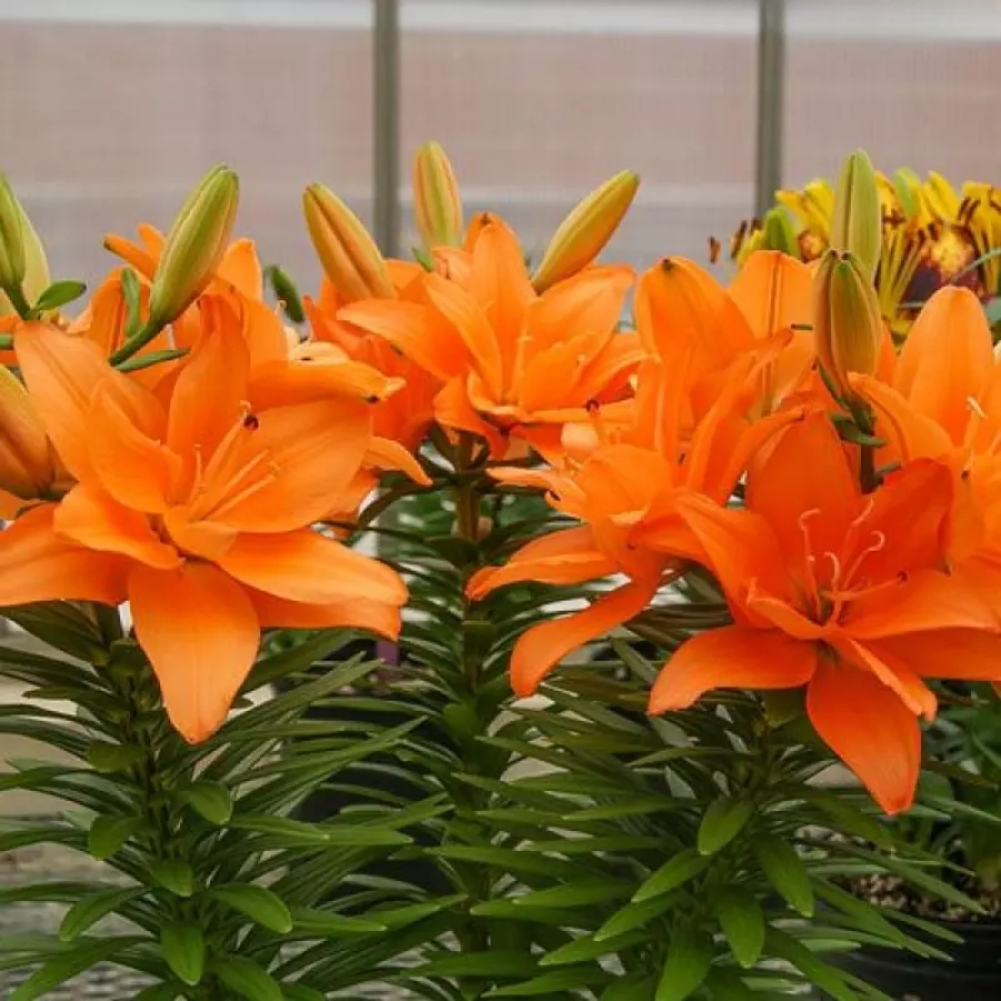 Лилия Дабл Тини - Dolinasad.by