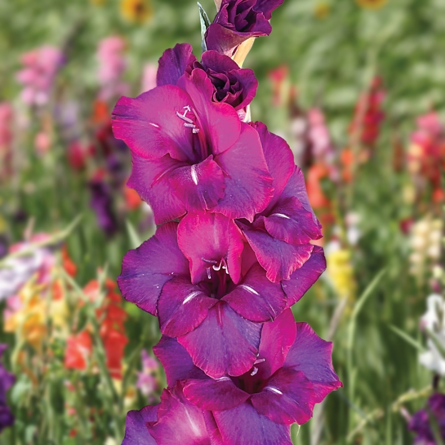 Гладиолус Некст Левел - Dolinasad.by