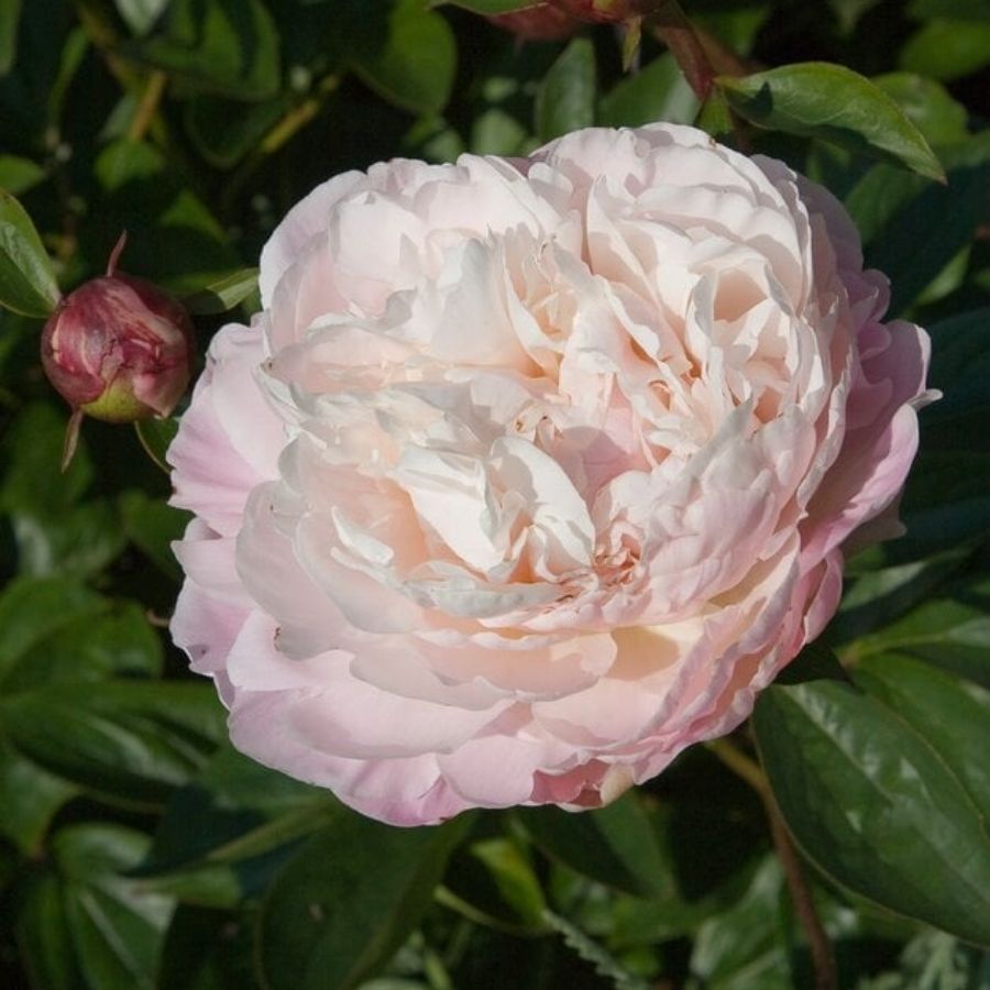 Пион Алис Хардинг - Dolinasad.by