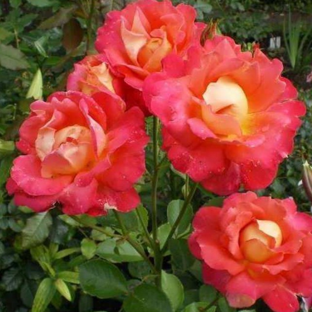 Роза Декор Арлекин в горшке - Dolinasad.by