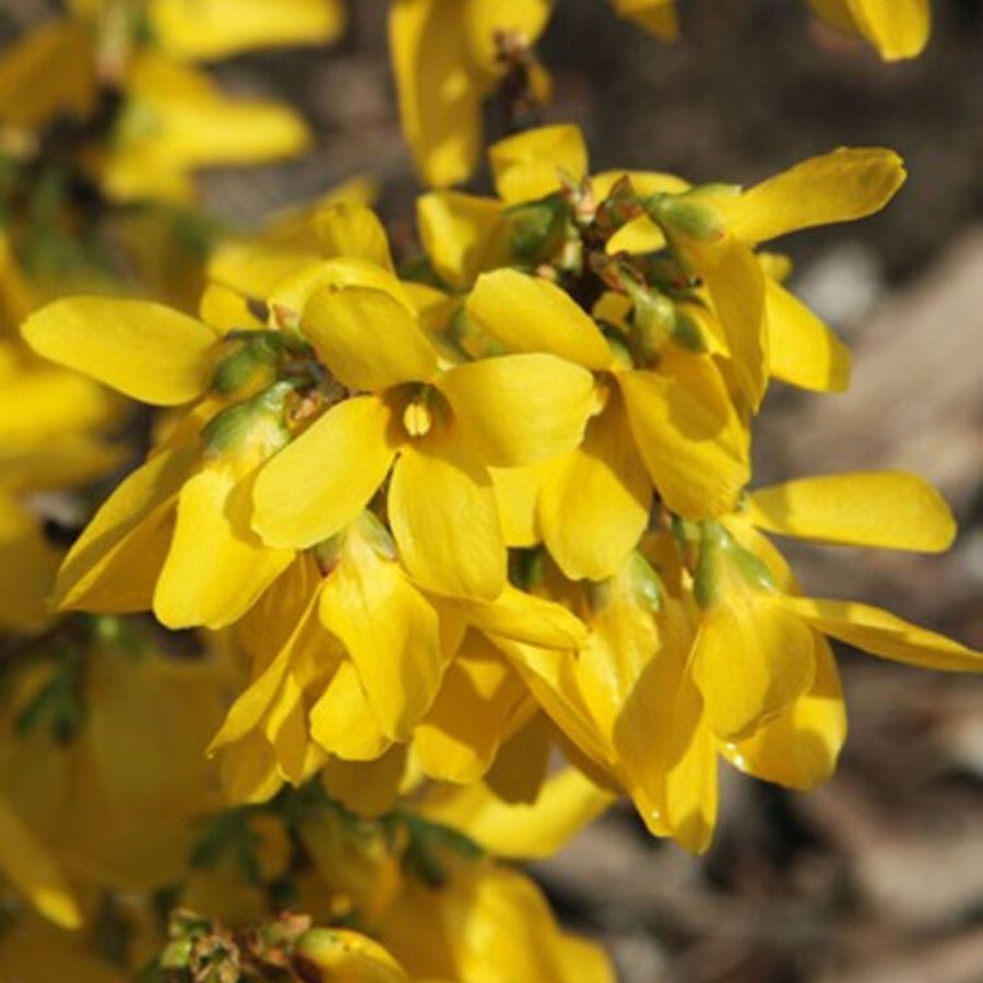 Форзиция промежуточная Курталин, С3 - Dolinasad.by