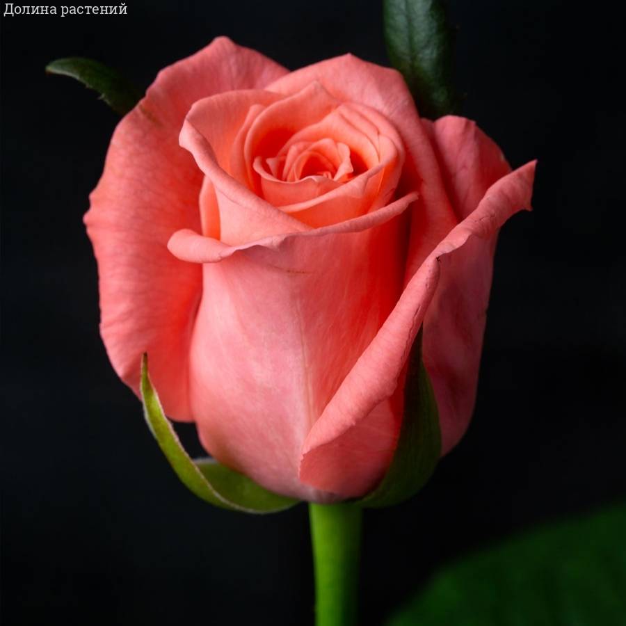 Роза Анна Каренина Роза Анна Каренина - Dolinasad.by