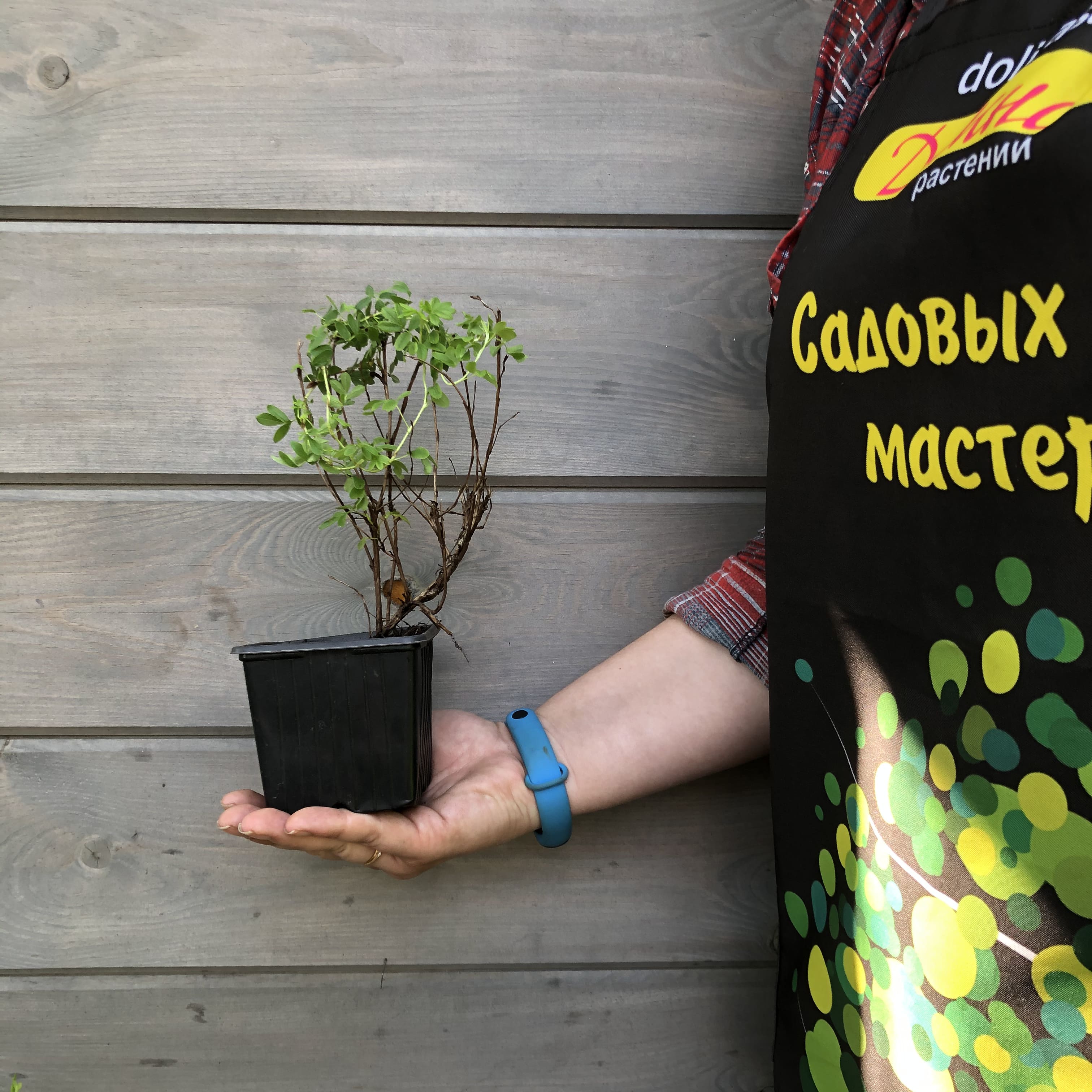 Лапчатка кустарниковая Голдстар, С3 - Dolinasad.by