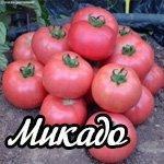 Гибридные сорта томатов - экспресс-обзор фаворитов