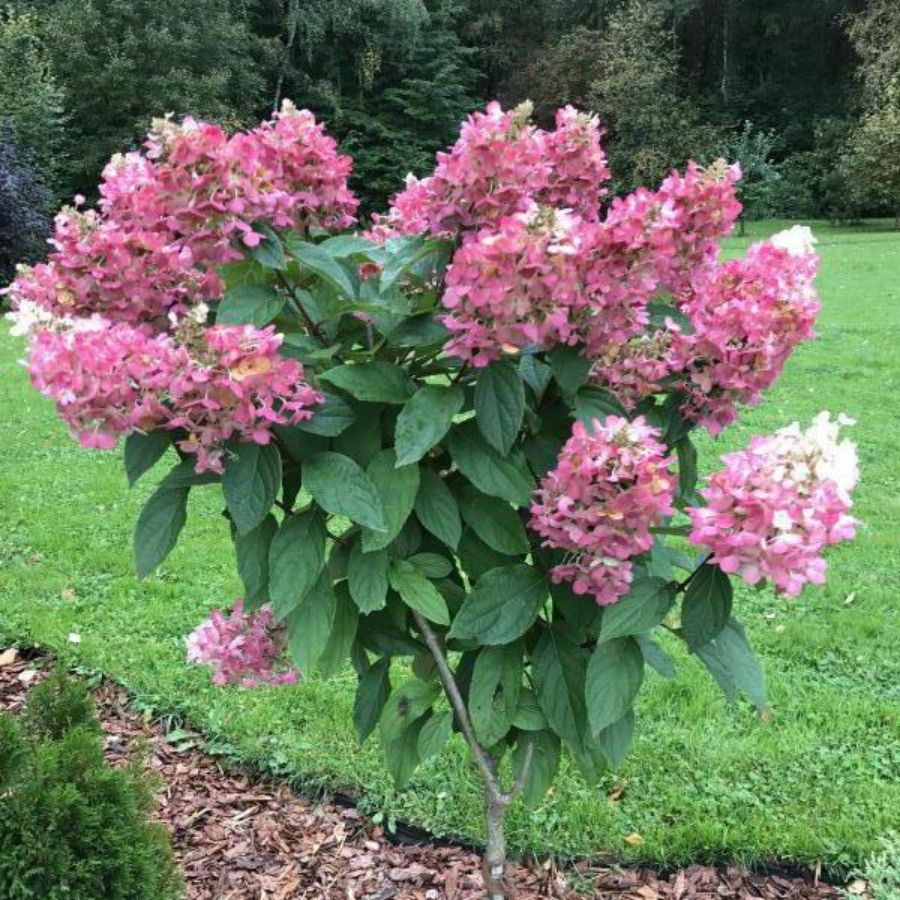 Гортензия метельчатая Канделайт на штамбе - Dolinasad.by