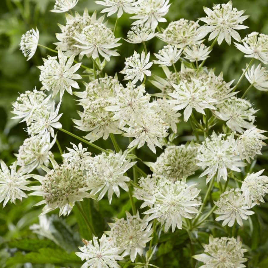 Астранция крупная Диамонд Вайт - Dolinasad.by