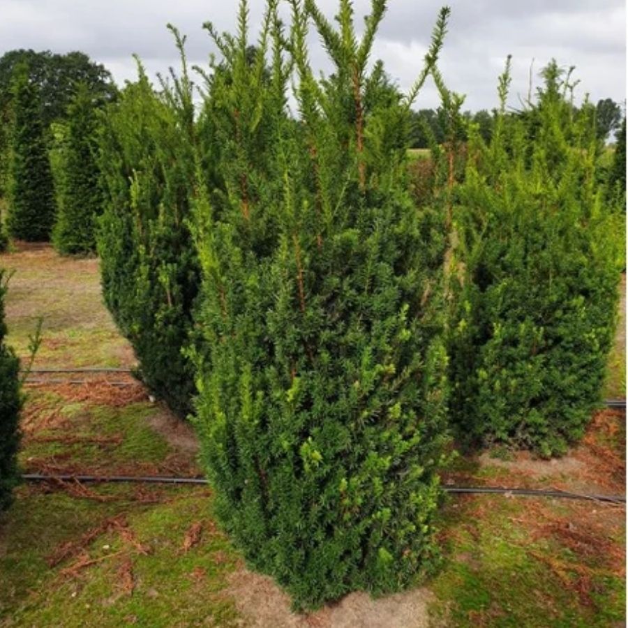 Тис средний Гроенланд, С3 - Dolinasad.by