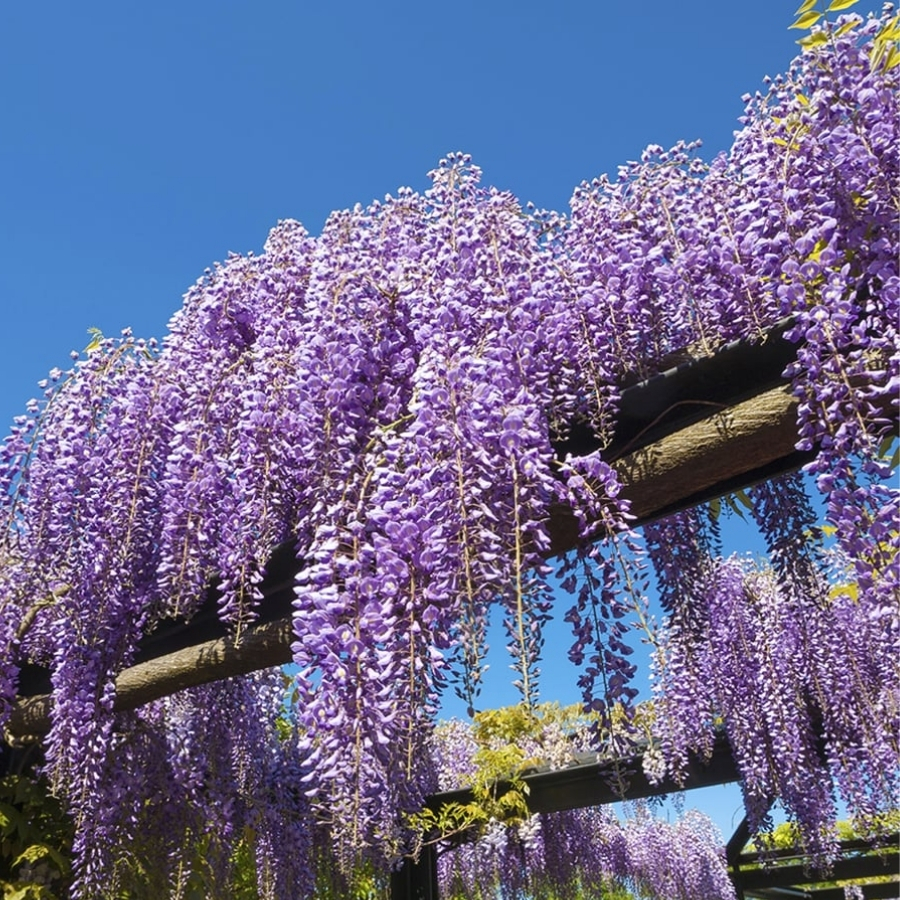 Глициния китайская, С3 - Dolinasad.by