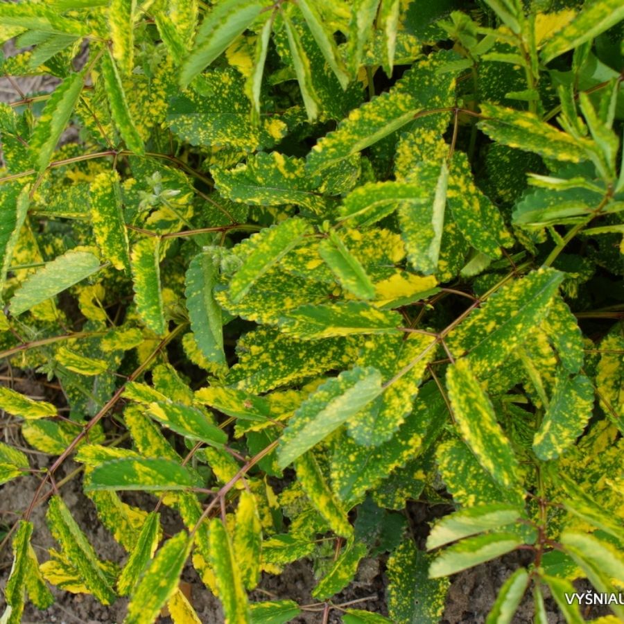 Кровохлебка лекарственная Лемон Сплэш - Dolinasad.by