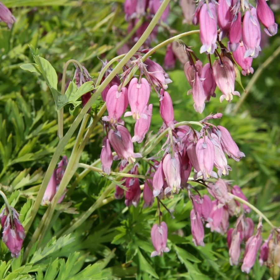 Дицентра формоза Адриан Блум - Dolinasad.by