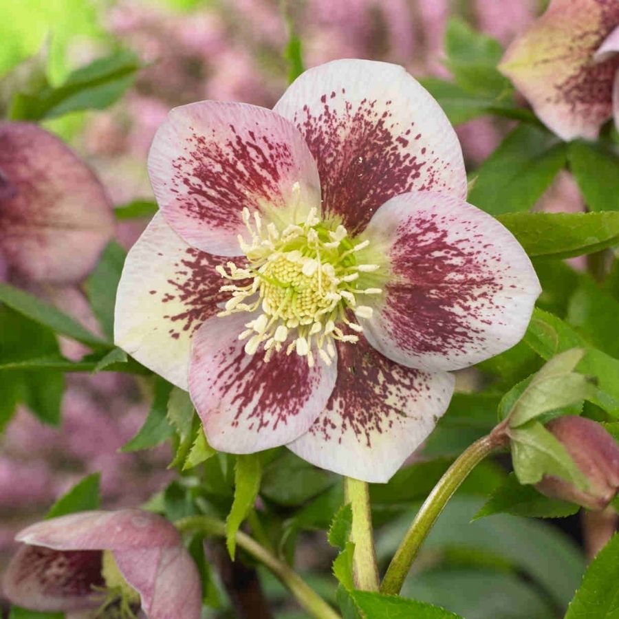 Морозник Претти Эллен Спотепд - Dolinasad.by