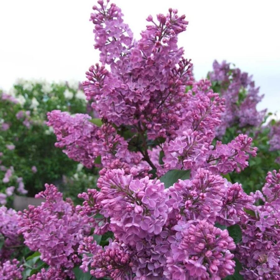 Сирень обыкновенная Аметист, С2 - Dolinasad.by