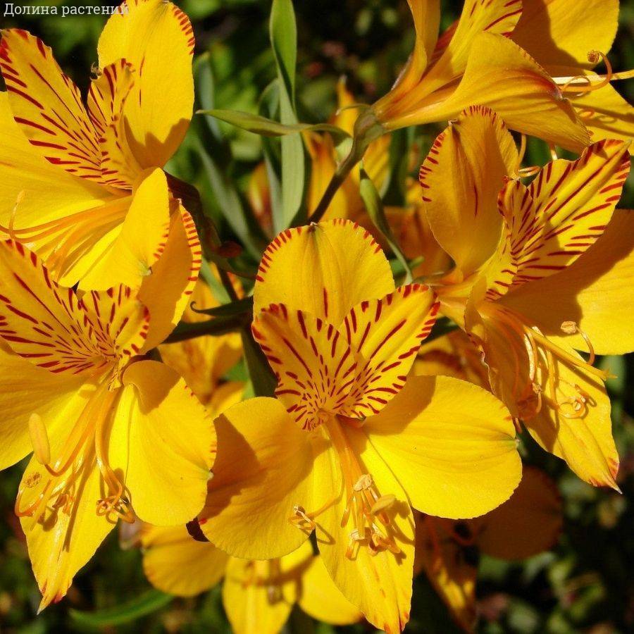 Альстромерия Глори оф зе Андес - Dolinasad.by