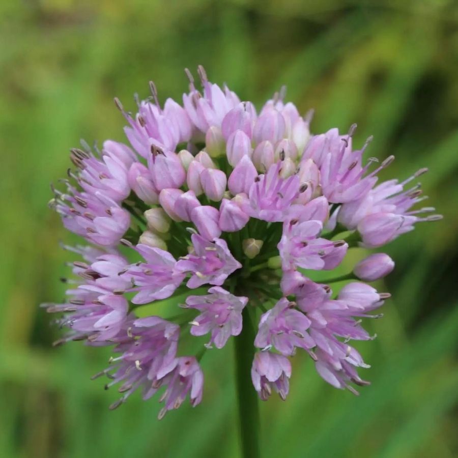 Аллиум сизый Саммер Бьюти - Dolinasad.by