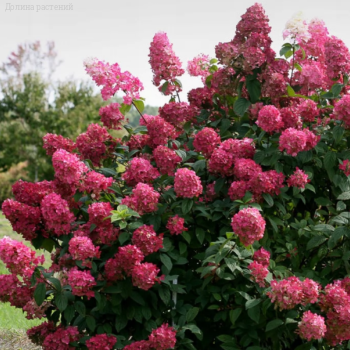 Гортензия метельчатая Мега Минди, С2 - Dolinasad.by