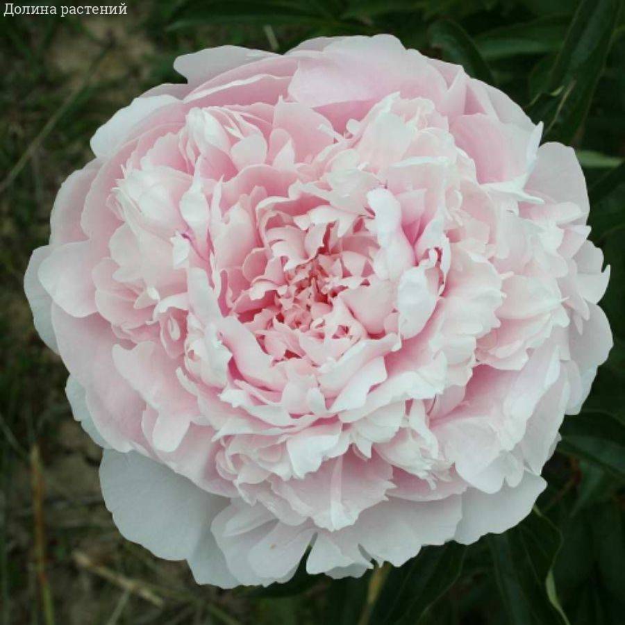 Пион Алис Хардинг - Dolinasad.by