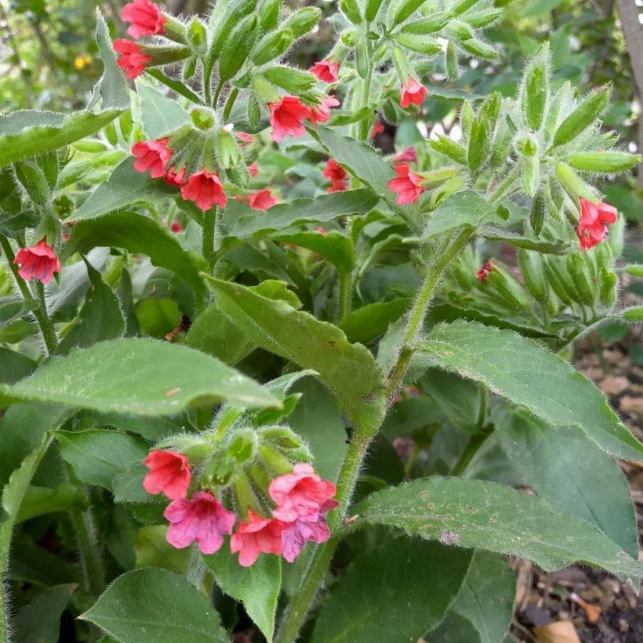 Медуница красная Редстарт - Dolinasad.by