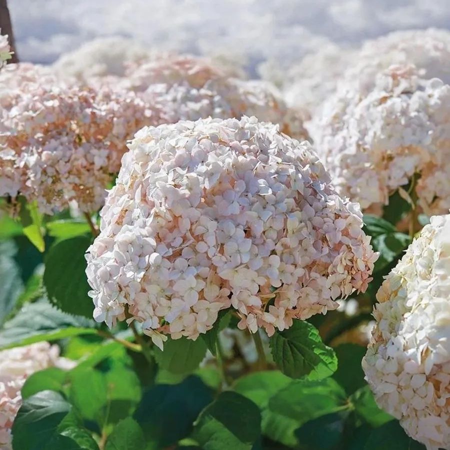 Гортензия древовидная Кендибель МиниБель, С2 - Dolinasad.by