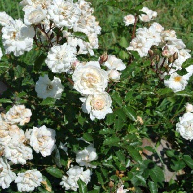 Роза Космос в горшке - Dolinasad.by