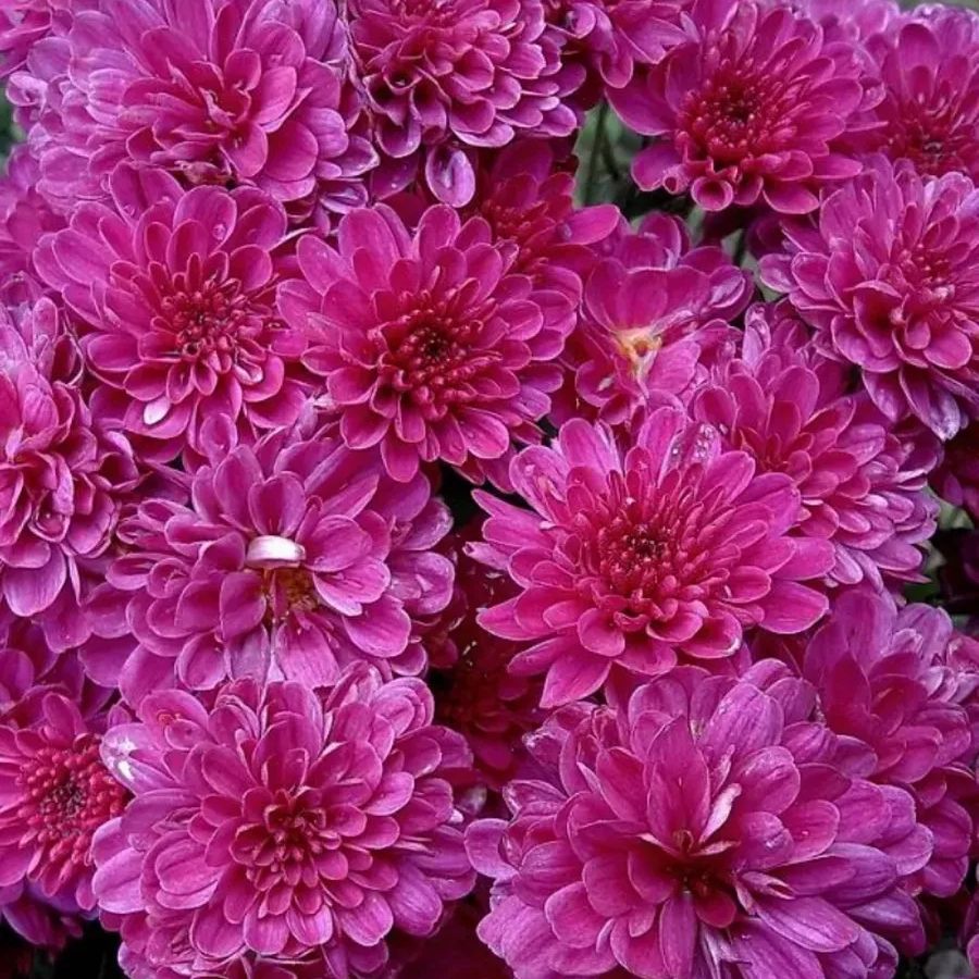 Хризантема мультифлора Бронсоуд Пурпл - Dolinasad.by