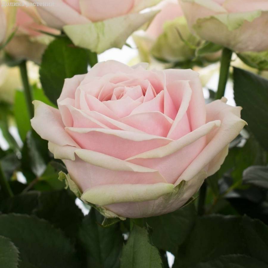 Роза Свит Аваланш - Dolinasad.by