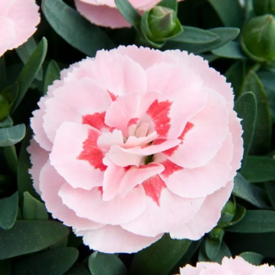 Гвоздика Оскар Пинк Стар - Dolinasad.by