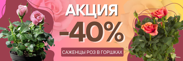 розы акия