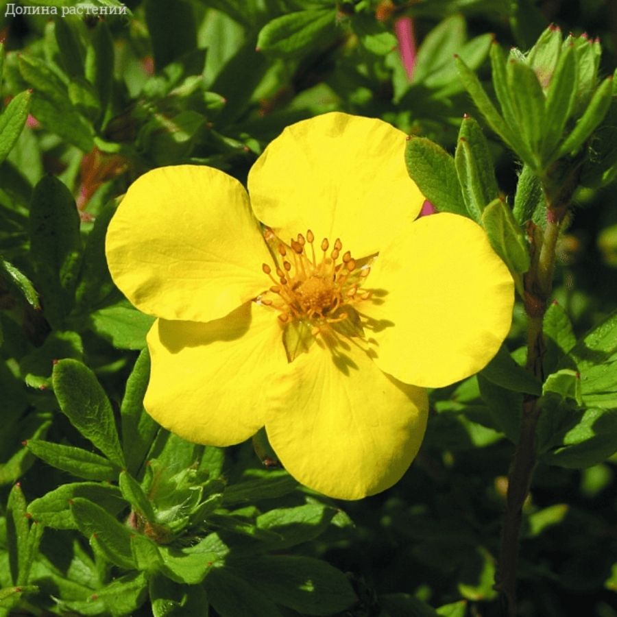 Лапчатка кустарниковая Голдстар, С1,5 - Dolinasad.by