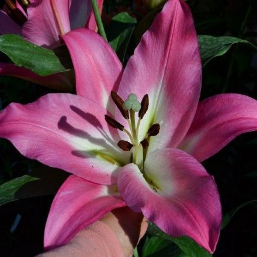 Лилия Брузаго Лилия Брузаго - Dolinasad.by