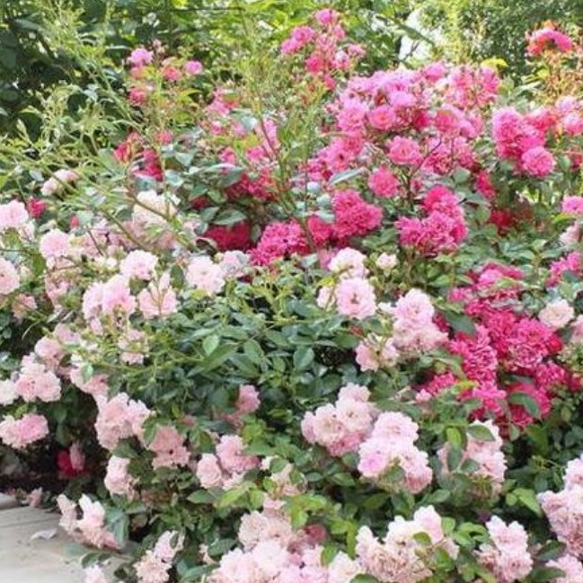 Роза Баллада в горшке - Dolinasad.by