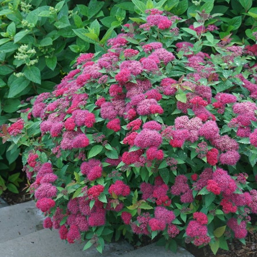 Спирея японская Манон, С5 - Dolinasad.by