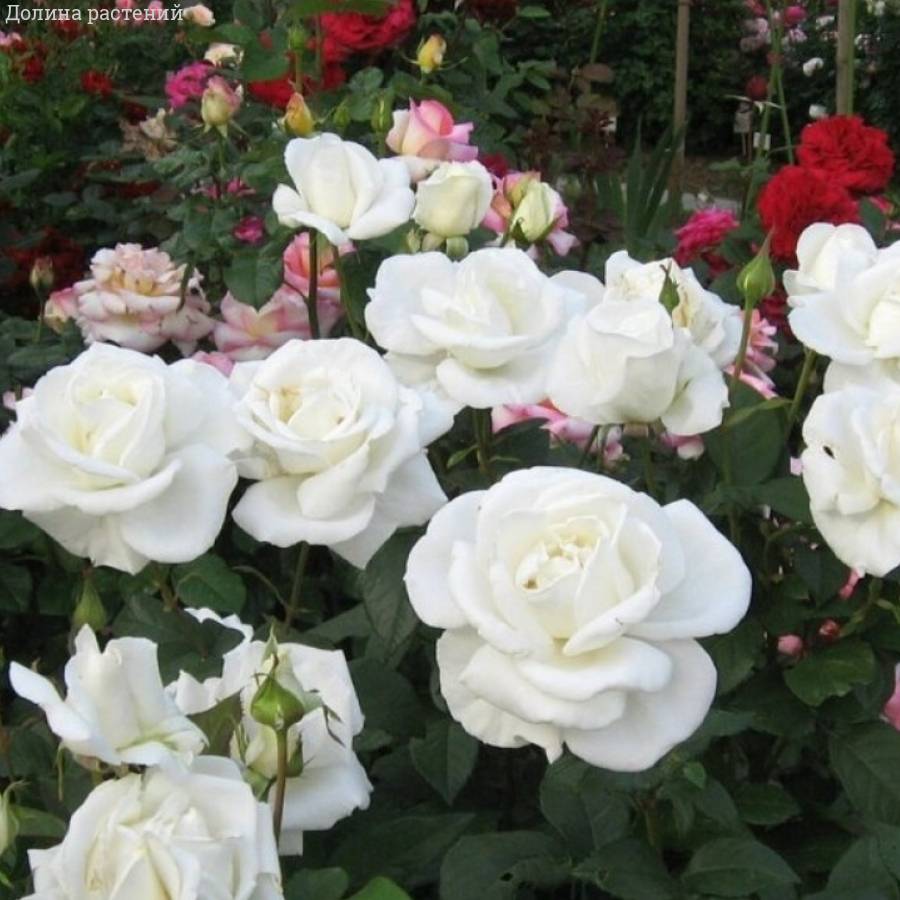 Роза Метрополитен в горшке - Dolinasad.by