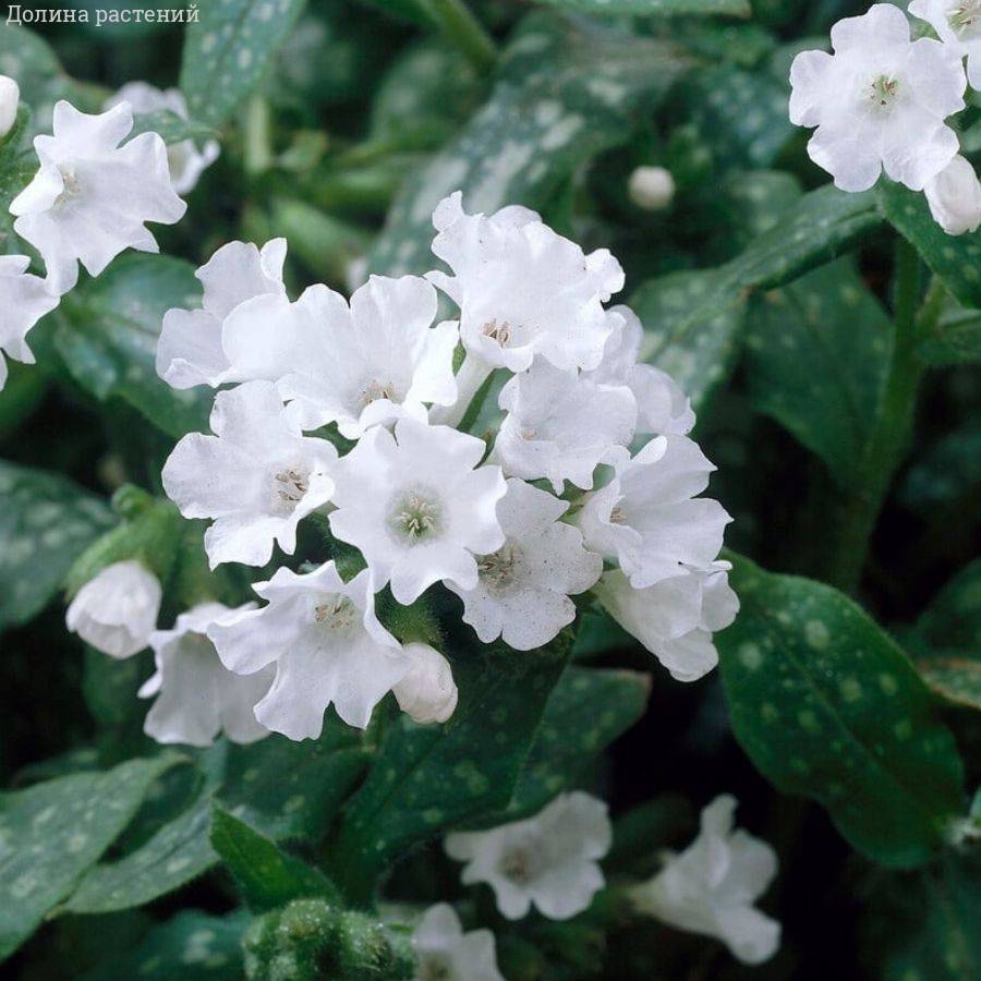 Медуница лекарственная Сиссингхерст Вайт - Dolinasad.by