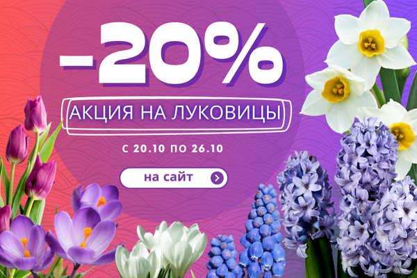ЛУКОВИЦЫ СО СКИДКОЙ В 20%. УСПЕЙТЕ ЗАЮРАТЬ СВОЙ ЦВЕТОК. ЗАВЕРШЕНА