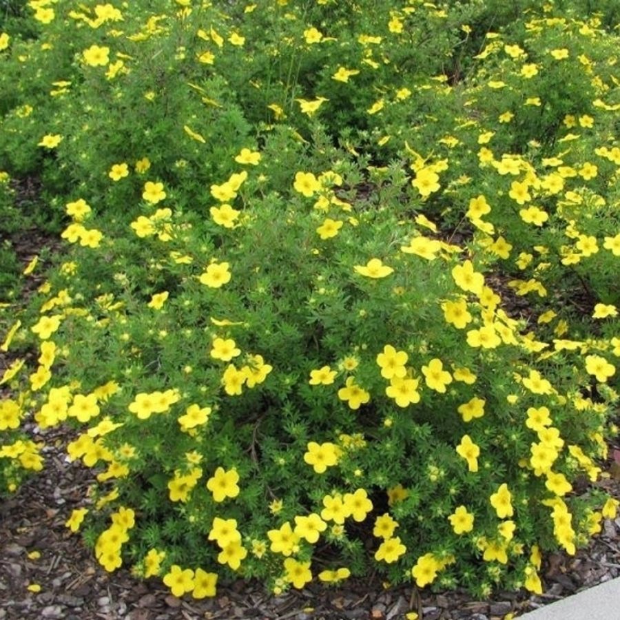 Лапчатка кустарниковая Саммерфлор, С3 - Dolinasad.by