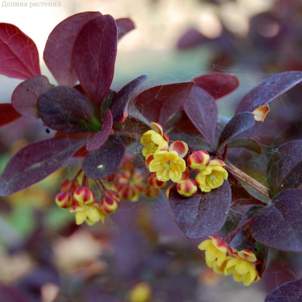 Барбарис оттавский Суперба, С3 - Dolinasad.by