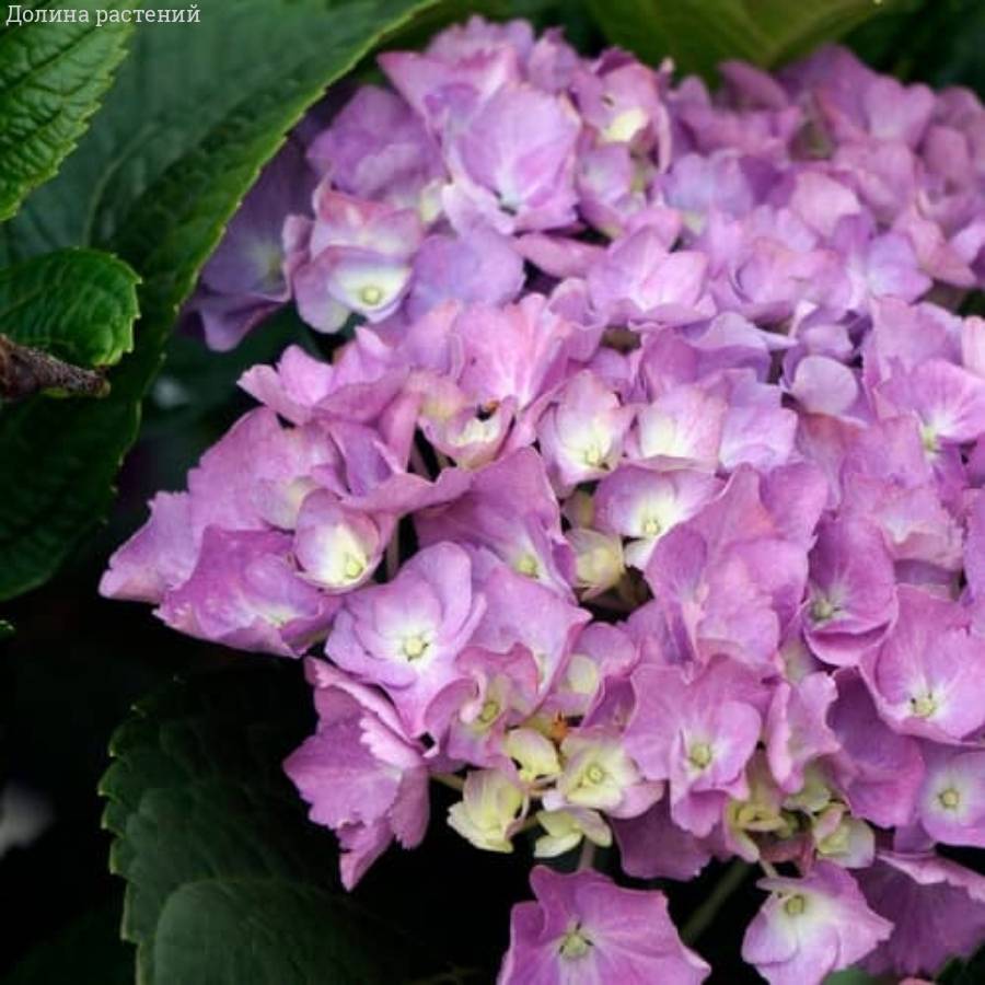 Гортензия крупнолистная Дива Гортензия крупнолистная Дива - Dolinasad.by