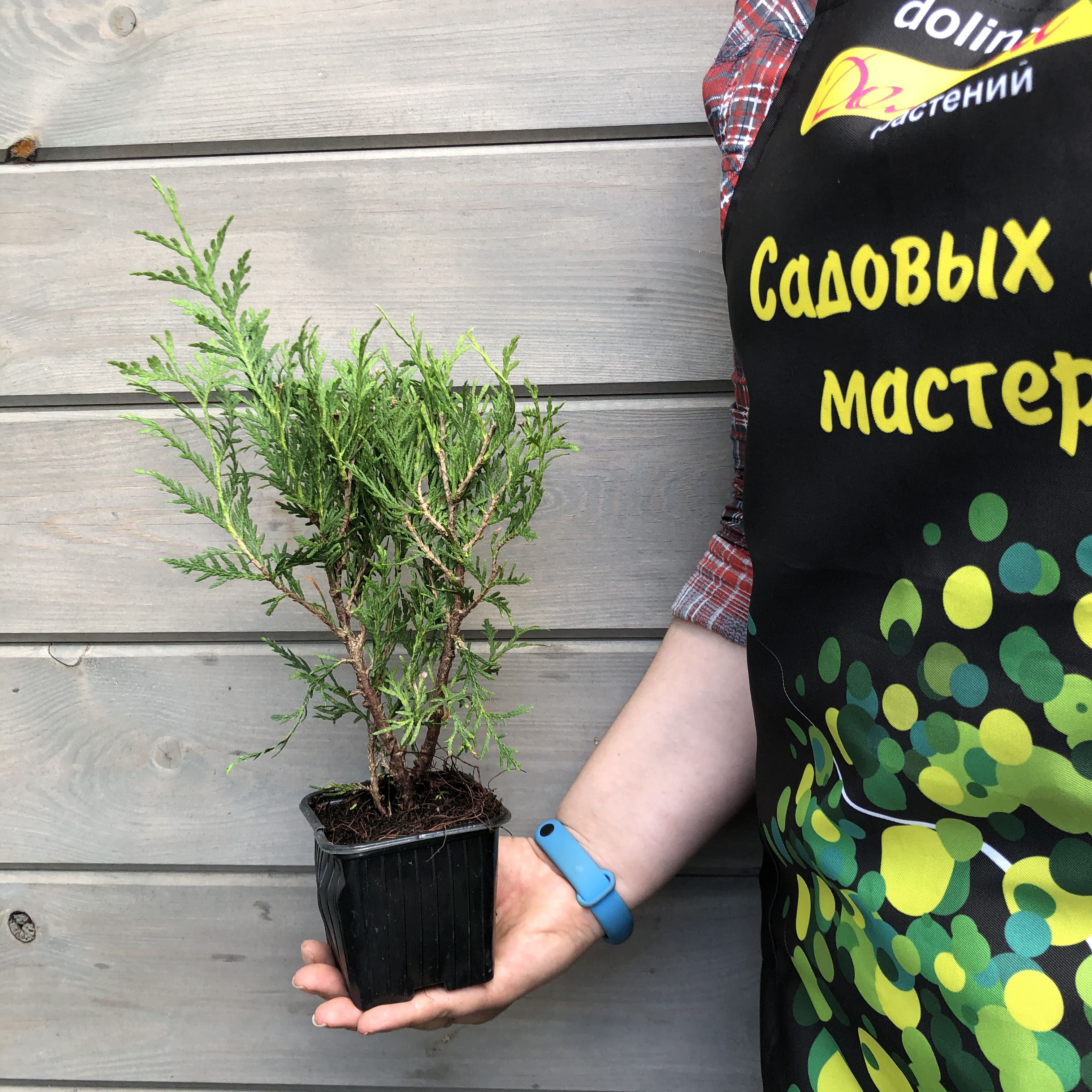 Туя западная Литл Чемпион, С2 - Dolinasad.by